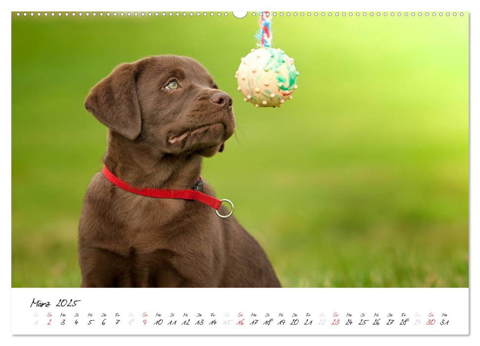 Labrador Welpe – Seelenhund (CALVENDO Premium Wandkalender 2025)