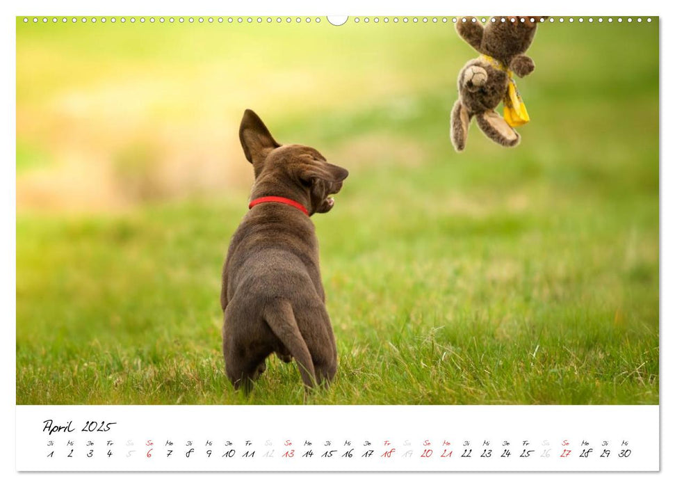 Labrador Welpe – Seelenhund (CALVENDO Premium Wandkalender 2025)