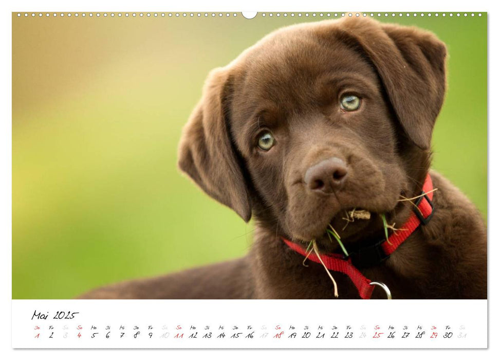 Labrador Welpe – Seelenhund (CALVENDO Premium Wandkalender 2025)