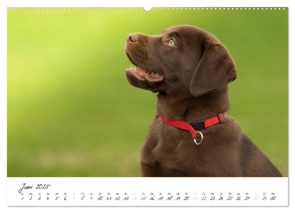 Labrador Welpe – Seelenhund (CALVENDO Premium Wandkalender 2025)