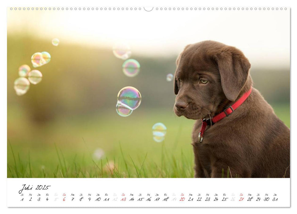 Labrador Welpe – Seelenhund (CALVENDO Premium Wandkalender 2025)