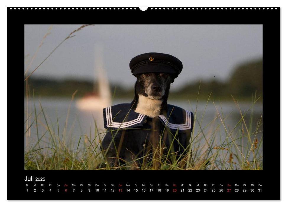 Jack Russell Terrier.....Ein Verwandlungskünstler namens Jake (CALVENDO Premium Wandkalender 2025)