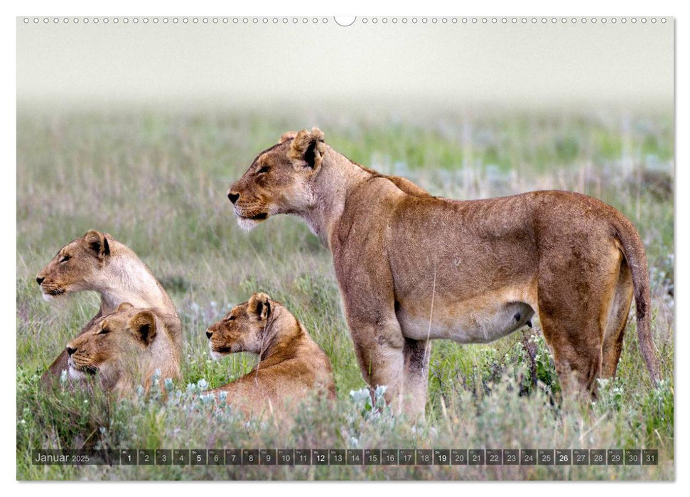 Namibia - Die Tierwelt (CALVENDO Premium Wandkalender 2025)