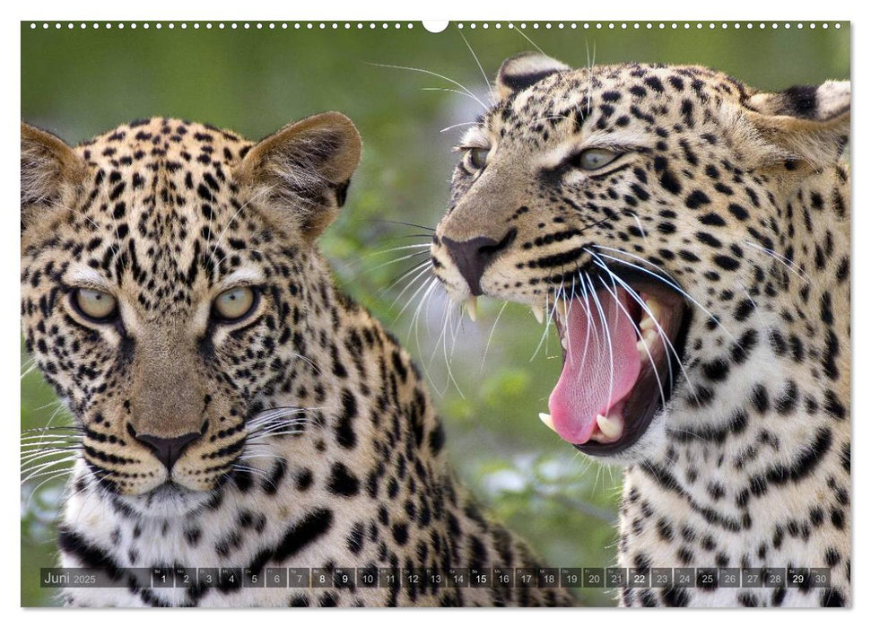 Namibia - Die Tierwelt (CALVENDO Premium Wandkalender 2025)