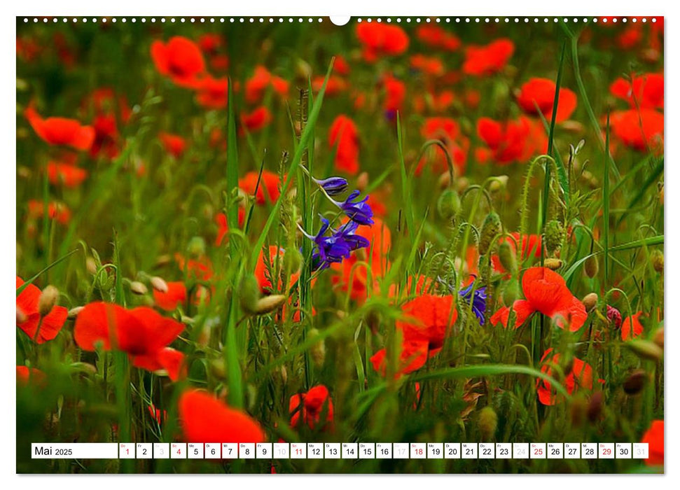 MohnZeit (CALVENDO Wandkalender 2025)
