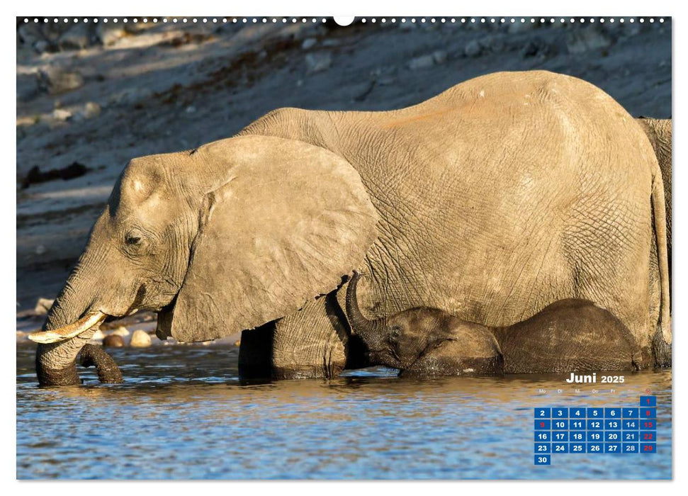 Afrikas Tierwelt: Elefantenbabys (CALVENDO Premium Wandkalender 2025)