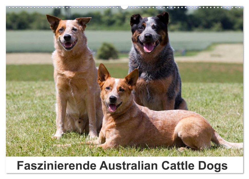 Faszinierende Australian Cattle Dogs (CALVENDO Wandkalender 2025)