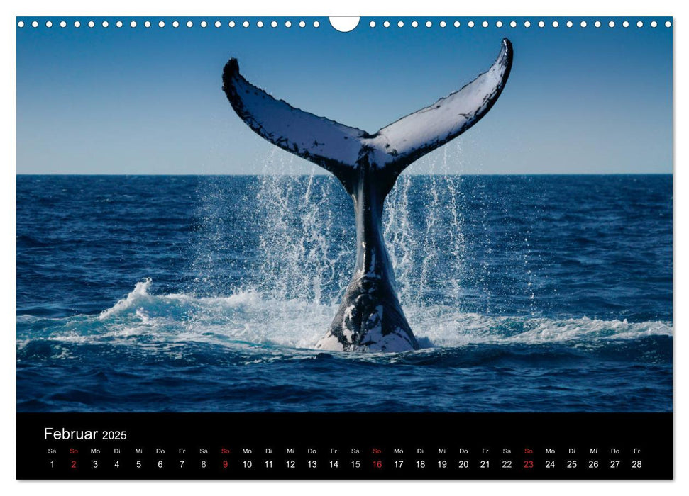 Wildes Australien - Naturparadies 5. Kontinent (CALVENDO Wandkalender 2025)