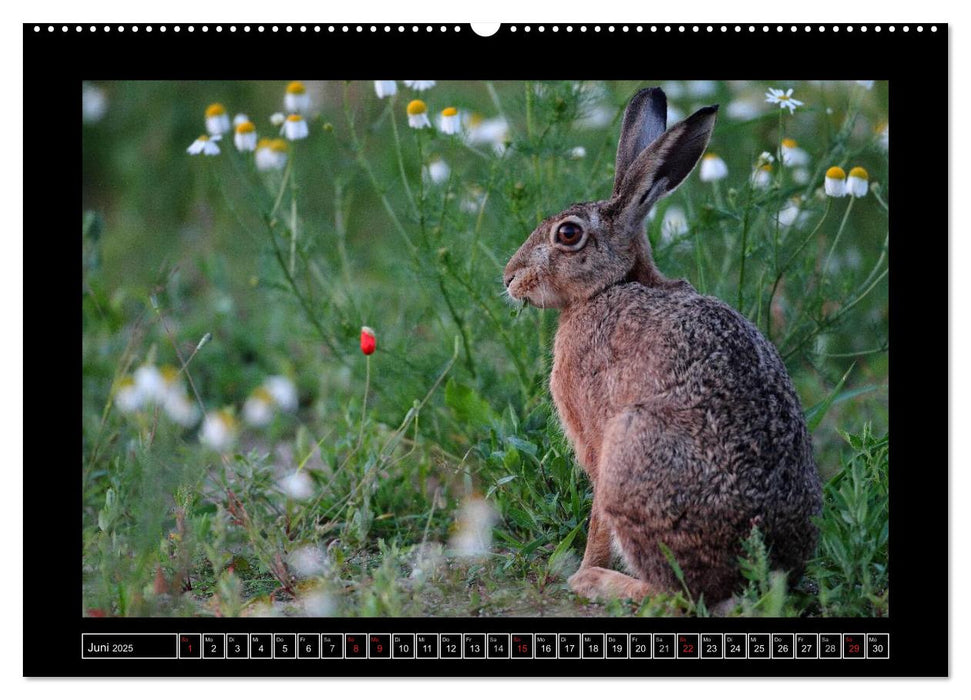 Feldhasen - Meister Lampe in Franken (CALVENDO Premium Wandkalender 2025)