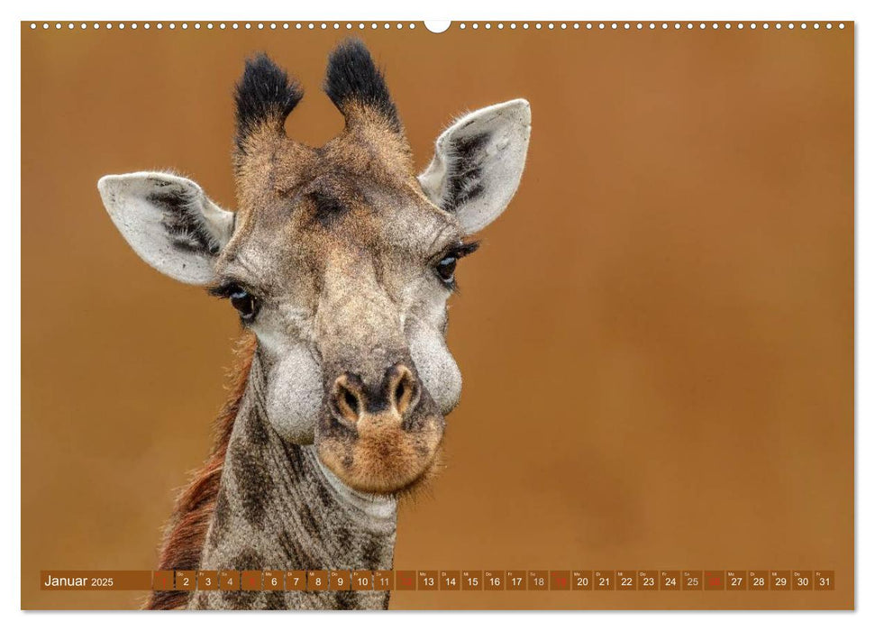 Afrikas Tierwelt: Giraffen (CALVENDO Premium Wandkalender 2025)