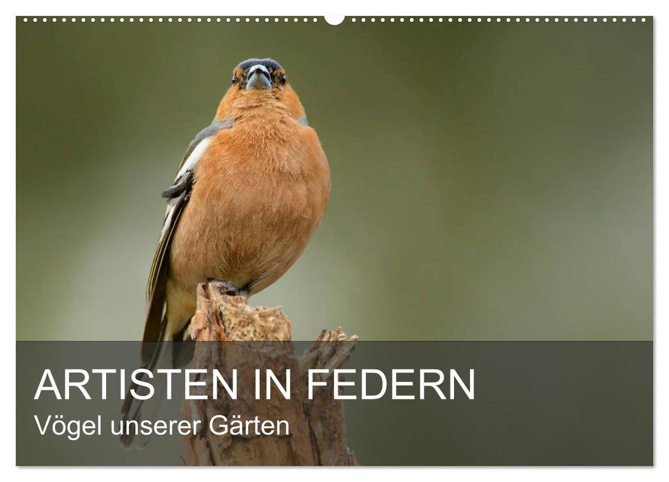 Artisten in Federn - Vögel unserer Gärten (CALVENDO Wandkalender 2025)