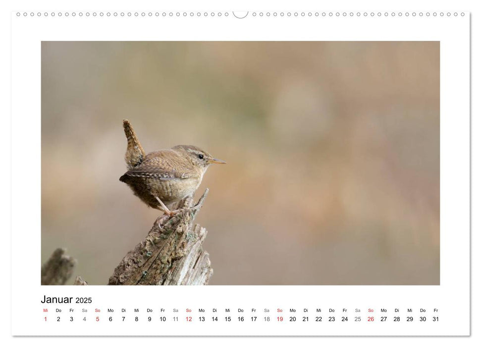 Artisten in Federn - Vögel unserer Gärten (CALVENDO Wandkalender 2025)