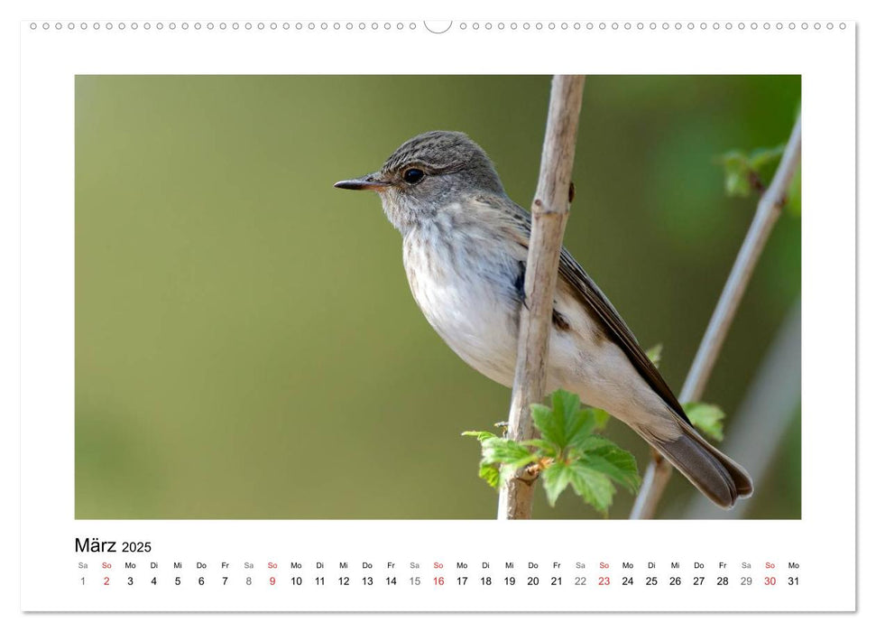 Artisten in Federn - Vögel unserer Gärten (CALVENDO Wandkalender 2025)