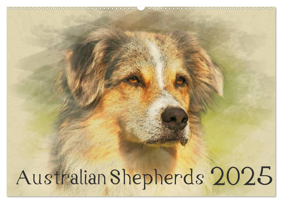 Australian Shepherds 2025 (CALVENDO Wandkalender 2025)