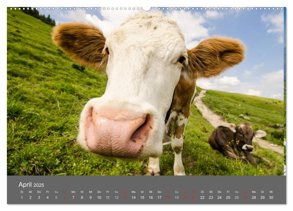 Tannheimer Tal (CALVENDO Premium Wandkalender 2025)