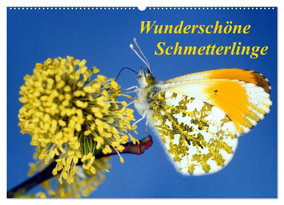 Wunderschöne Schmetterlinge (CALVENDO Wandkalender 2025)