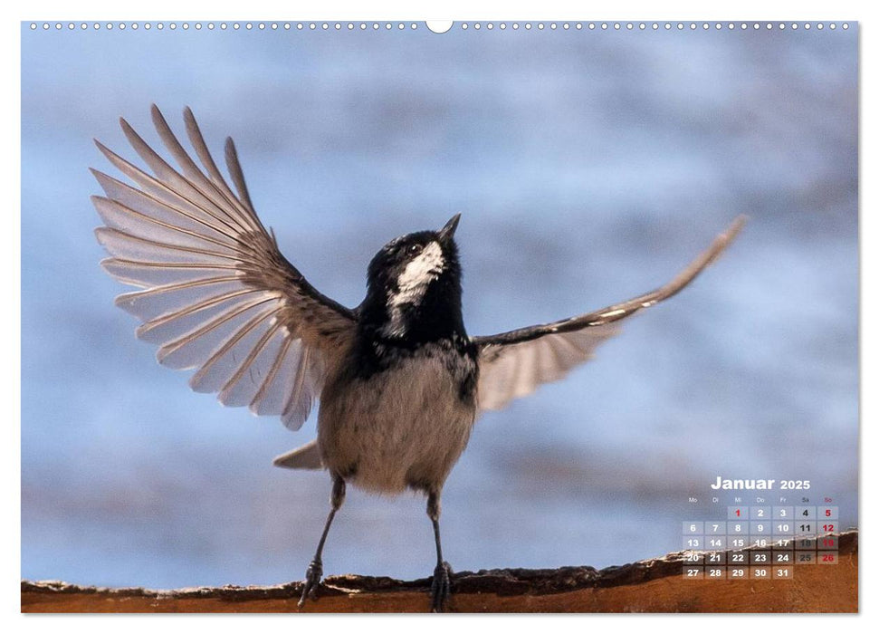 NATUR PUR - Singvögel ganz nah (CALVENDO Premium Wandkalender 2025)