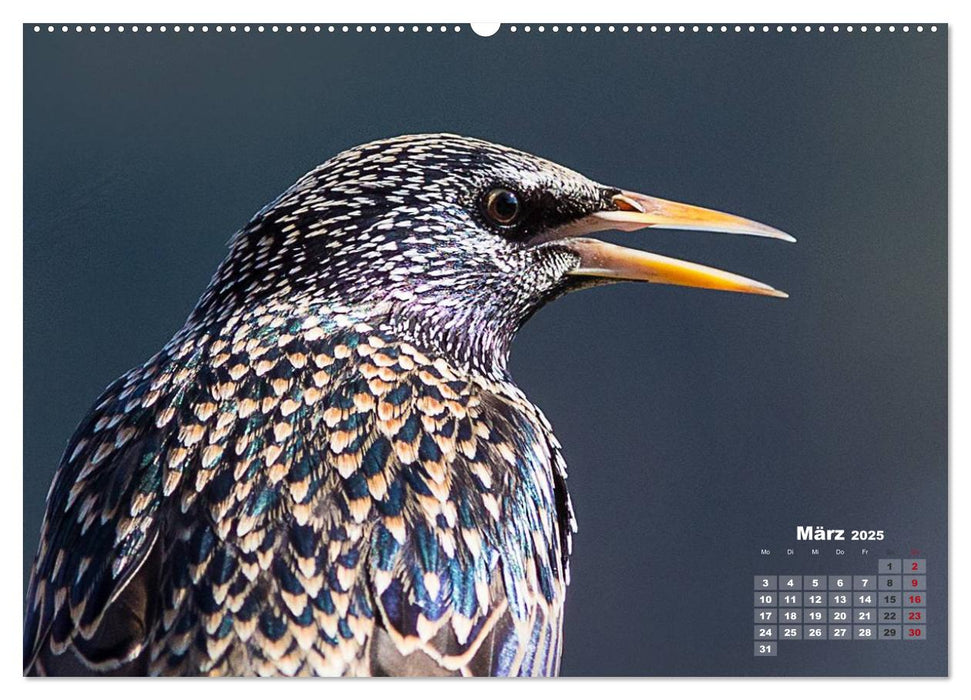 NATUR PUR - Singvögel ganz nah (CALVENDO Premium Wandkalender 2025)