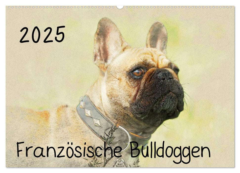 Französische Bulldoggen 2025 (CALVENDO Wandkalender 2025)