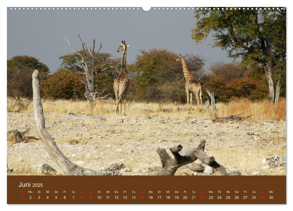 Namibia - faszinierende Menschen und Tiere (CALVENDO Premium Wandkalender 2025)