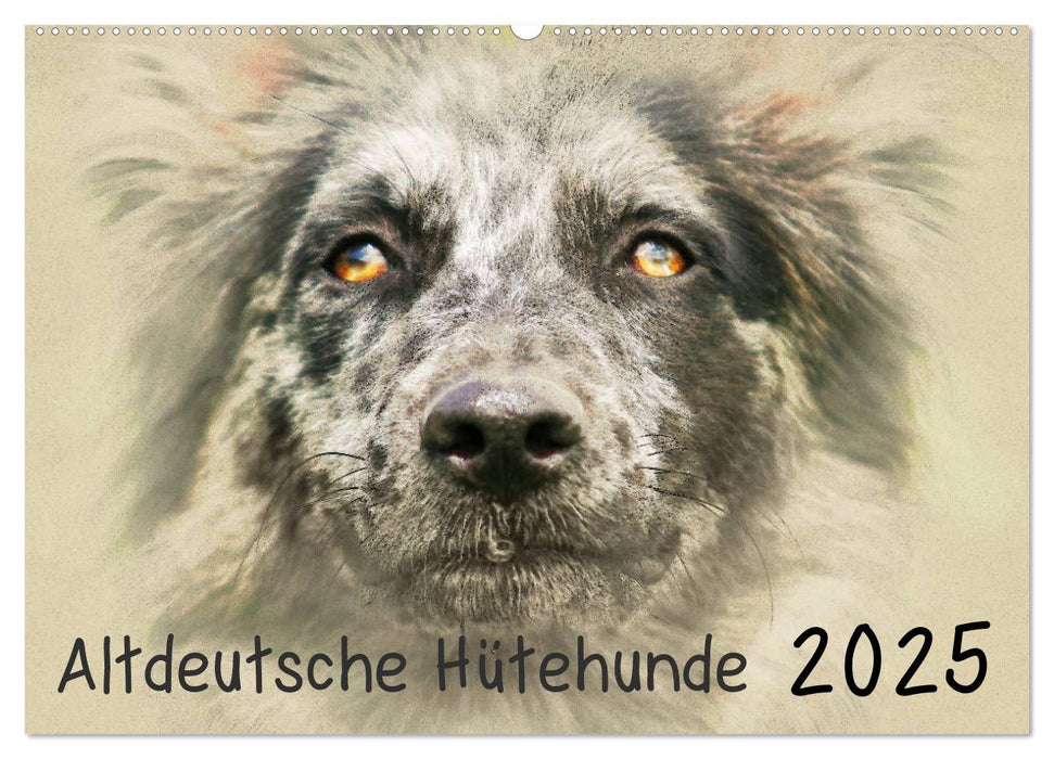 Altdeutsche Hütehunde 2025 (CALVENDO Wandkalender 2025)