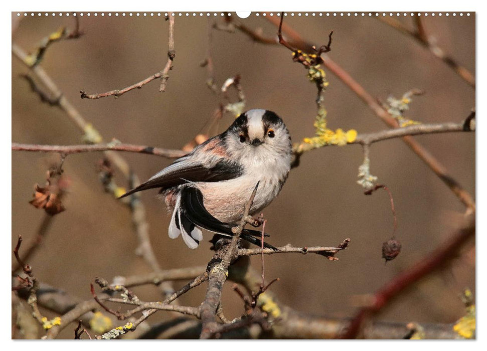 Vögel ganz nah (CALVENDO Premium Wandkalender 2025)