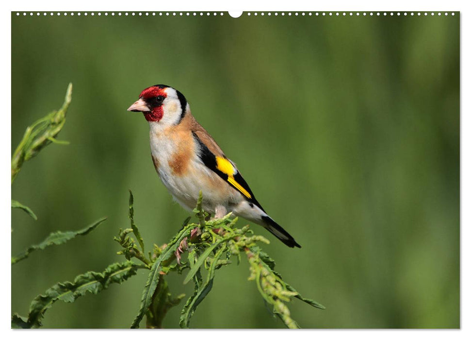 Vögel ganz nah (CALVENDO Premium Wandkalender 2025)