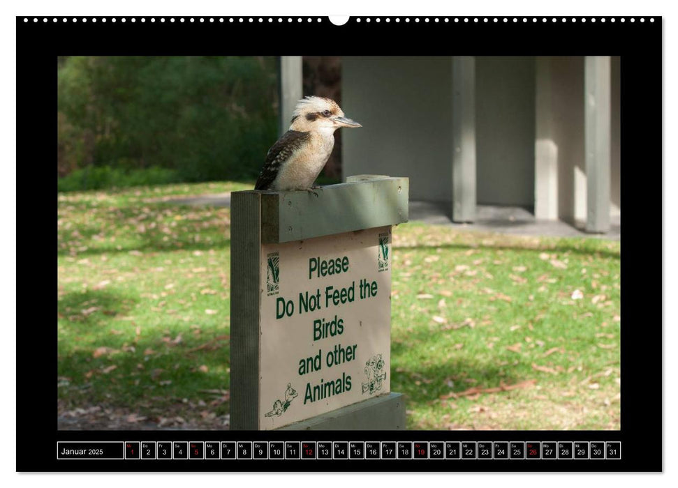 Vögel von "Down Under" Australien (CALVENDO Premium Wandkalender 2025)