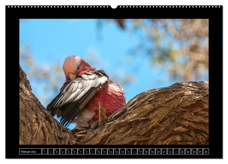 Vögel von "Down Under" Australien (CALVENDO Premium Wandkalender 2025)