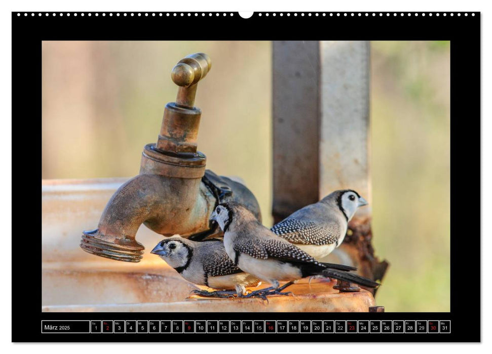 Vögel von "Down Under" Australien (CALVENDO Premium Wandkalender 2025)