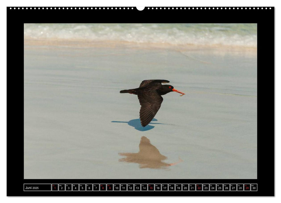 Vögel von "Down Under" Australien (CALVENDO Premium Wandkalender 2025)