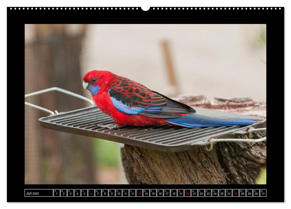 Vögel von "Down Under" Australien (CALVENDO Premium Wandkalender 2025)