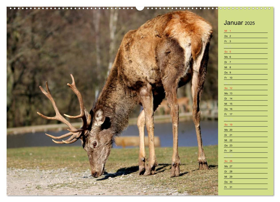 Hirsche - Könige des Waldes/Geburtstagskalender (CALVENDO Premium Wandkalender 2025)