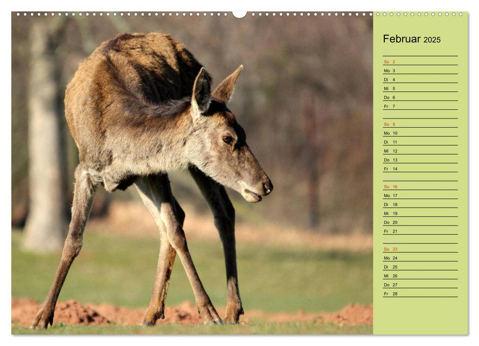 Hirsche - Könige des Waldes/Geburtstagskalender (CALVENDO Premium Wandkalender 2025)