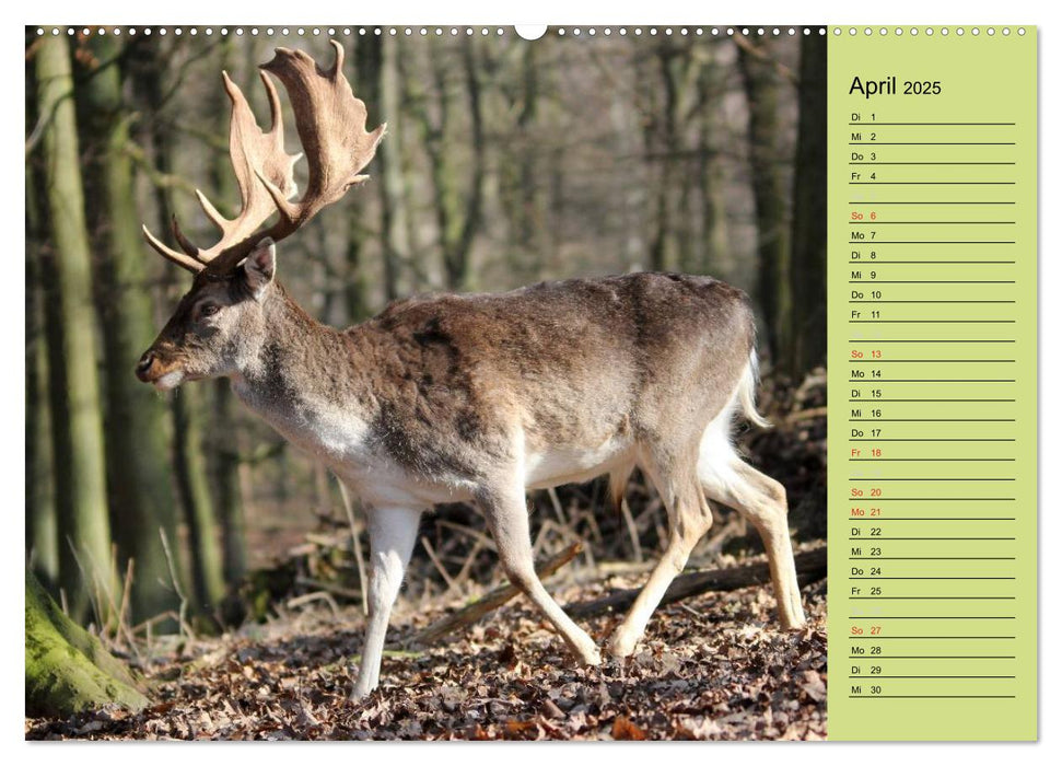 Hirsche - Könige des Waldes/Geburtstagskalender (CALVENDO Premium Wandkalender 2025)