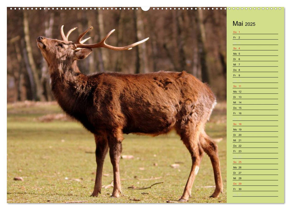 Hirsche - Könige des Waldes/Geburtstagskalender (CALVENDO Premium Wandkalender 2025)