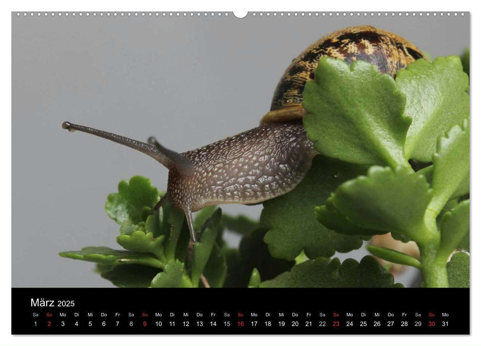 Lautlose Begleiter - Schnecken (CALVENDO Wandkalender 2025)