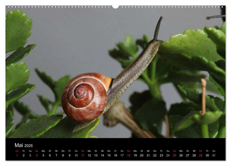 Lautlose Begleiter - Schnecken (CALVENDO Wandkalender 2025)