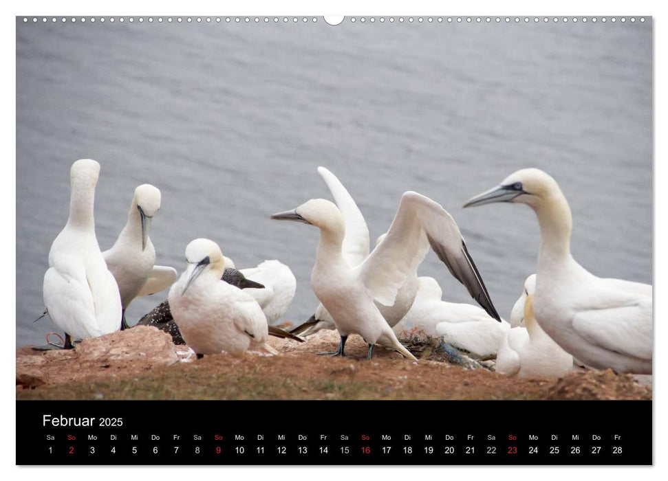 Helgoland - idyllische Nordseeinsel (CALVENDO Premium Wandkalender 2025)