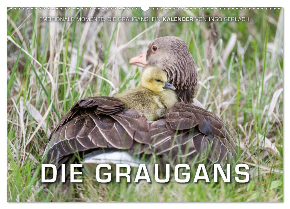 Emotionale Momente: Die Graugans. (CALVENDO Wandkalender 2025)