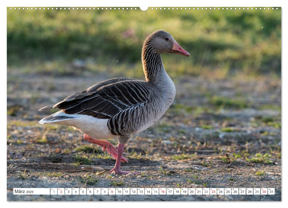 Emotionale Momente: Die Graugans. (CALVENDO Wandkalender 2025)