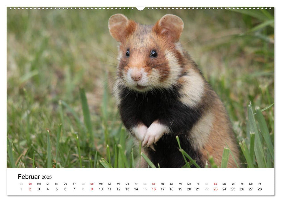 Tiere in der Feldmark (CALVENDO Premium Wandkalender 2025)