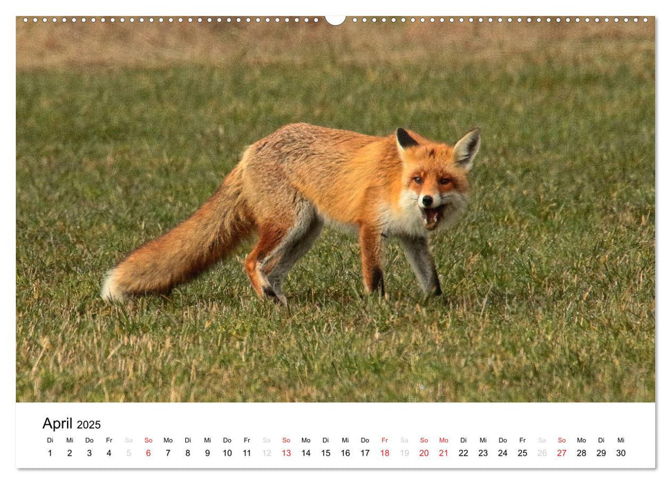 Tiere in der Feldmark (CALVENDO Premium Wandkalender 2025)