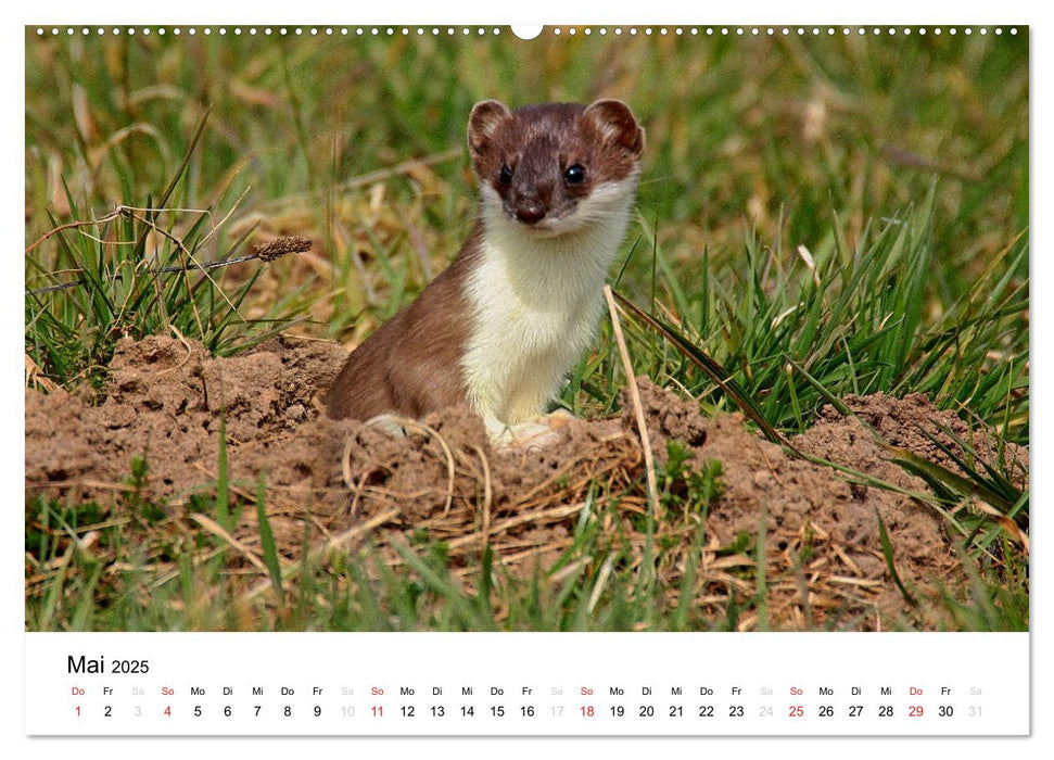 Tiere in der Feldmark (CALVENDO Premium Wandkalender 2025)