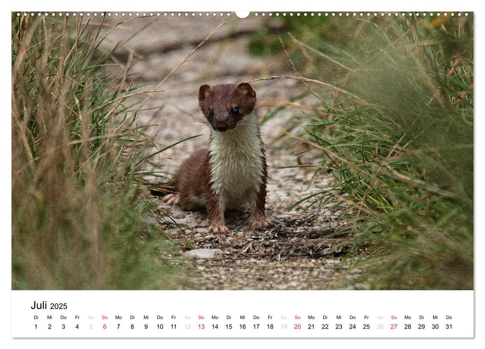 Tiere in der Feldmark (CALVENDO Premium Wandkalender 2025)