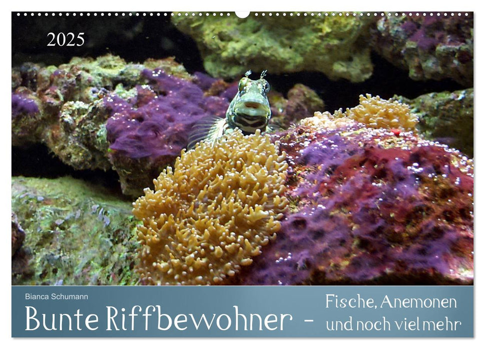 Bunte Riffbewohner - Fische, Anemonen und noch viel mehr (CALVENDO Wandkalender 2025)