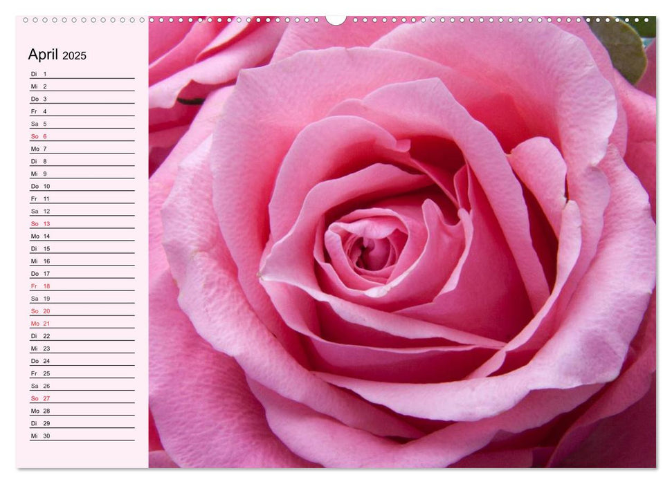Rosa. Herzenswärme und Verliebtheit (CALVENDO Premium Wandkalender 2025)
