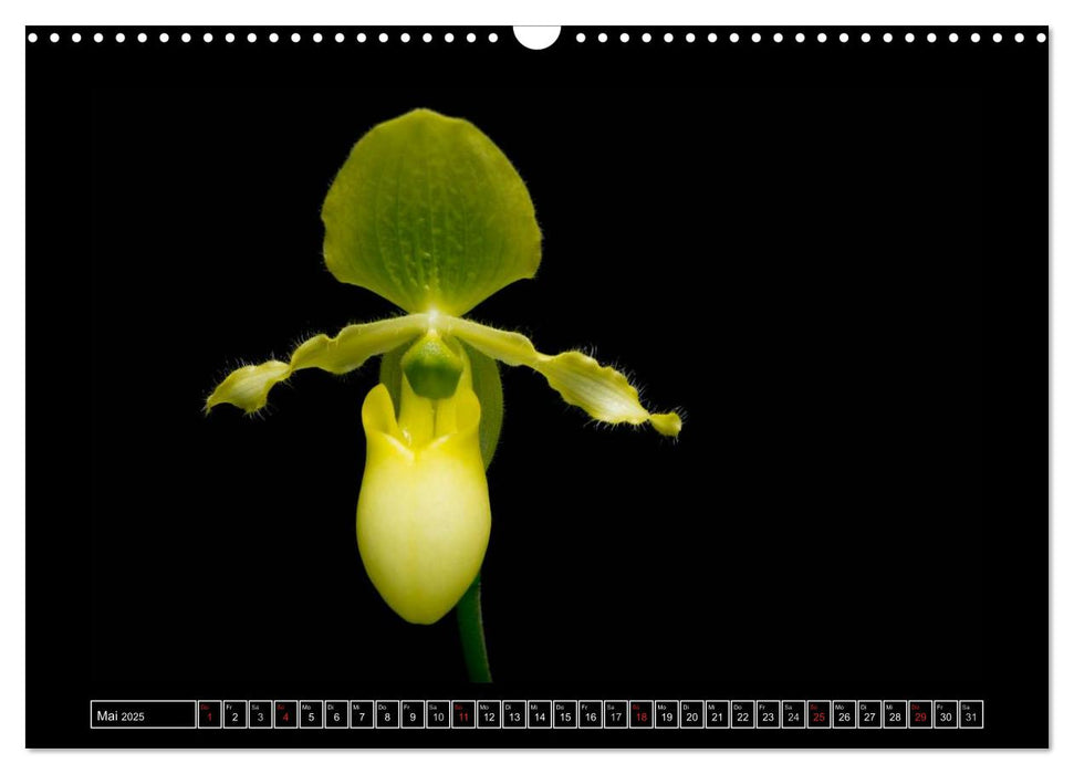 Frauenschuhe - die schönsten Orchideen der Welt (CALVENDO Wandkalender 2025)