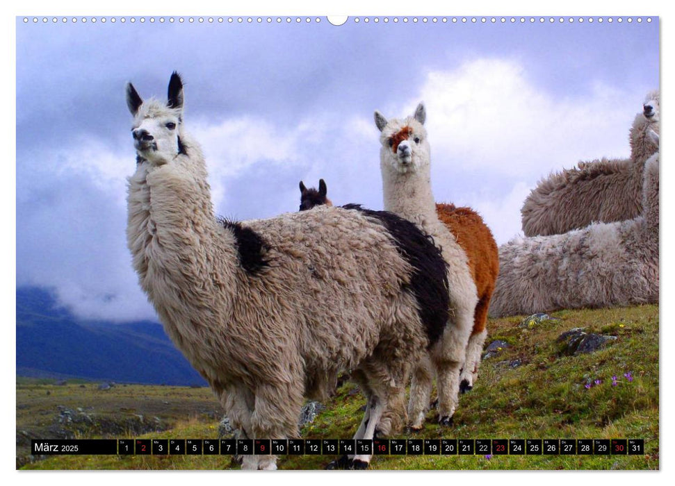 Alpakas und Lamas (CALVENDO Premium Wandkalender 2025)