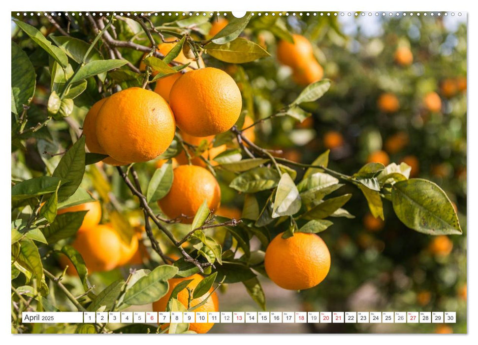 Emotionale Momente: Orangen & Zitronen. (CALVENDO Premium Wandkalender 2025)